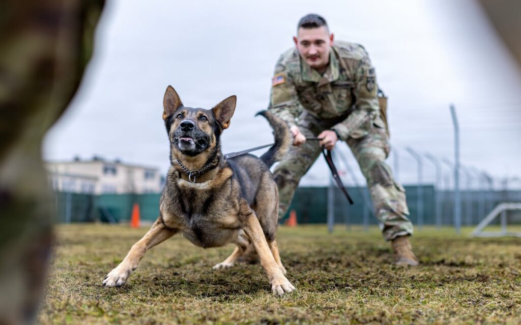 Military dogs are facing substandard conditions, leading to deaths, report finds Military dogs are facing substandard conditions, leading to deaths, report finds